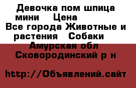 Девочка пом шпица мини  › Цена ­ 30 000 - Все города Животные и растения » Собаки   . Амурская обл.,Сковородинский р-н